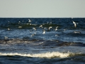 PINS_Gulls_DSC_0148