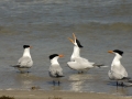 PINS_Royal_tern_DSC_0119