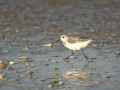 PINS_sanderling_DSC_0171