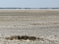 Laguna Madre flats crop DSC_0030