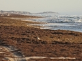 SPI Mile 18 tele big dunes wild surf April 2014 DSC_0193 crop